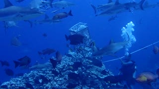 Shark feeding at Australian Great Barrier Reef 1