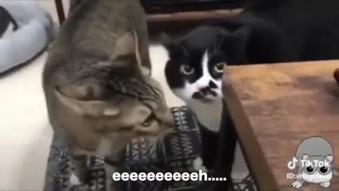 These cats can speak english better than hooman. Very funny video