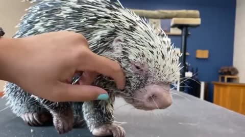 Despite his dangerously sharp quills, Charlie the porcupine ...