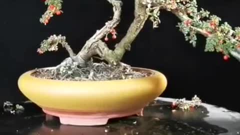 How to prune a bonsai tree