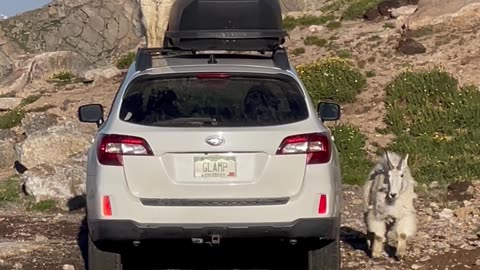 Mountain Goats Climb on Top of Hiker's Car