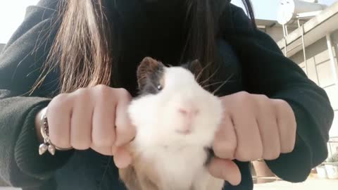Doubi's little hamster