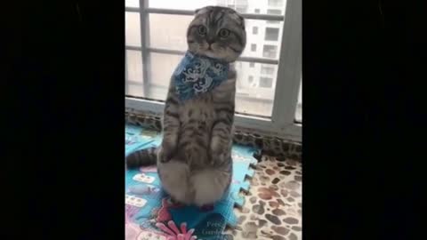 Lustige Katze spielt mit ihren Krallen
