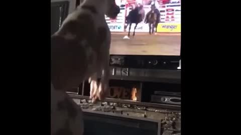 Unbelievable Bucking Rodeo Dog