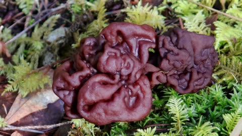 False Morel