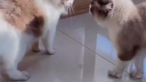 WHEN CATS BECOME AGRESSIVE, Best Cat Videos Of This Week #short 42