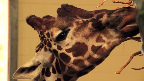 Giraffe in Captivity Eating From Bins