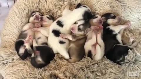 CUTE Puppies Slepping 🐶🐕🐶🐕