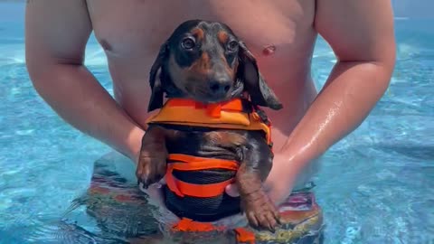 Dachshund Pup Paddles In Place
