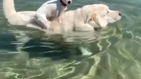 A dog trains a puppy to swim