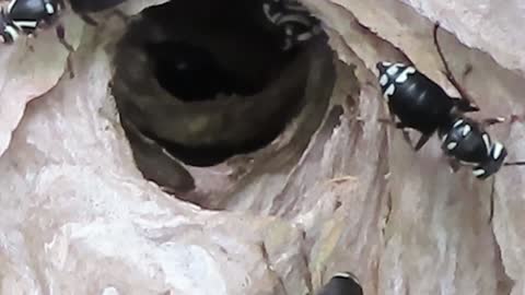 Bald Faced Hornets and Nest.