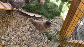 Chickens Eating Grass Clippings B 05.2021