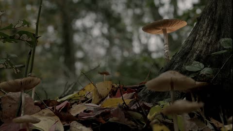 Mushroom toadstool forest