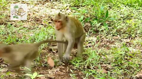 Young Monkey Make Mating Very Funny