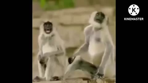 Funny dog and lion comedy