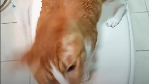 Funny Cat Begs to Play in Shower _ The Dodo