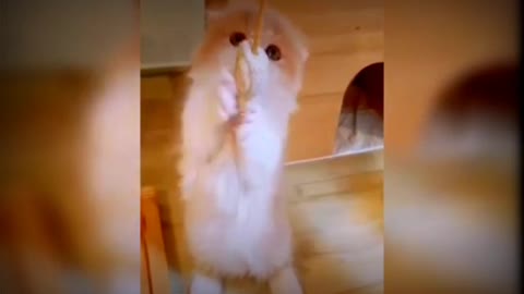 Baby cute cats and fuuny cats video #justcool