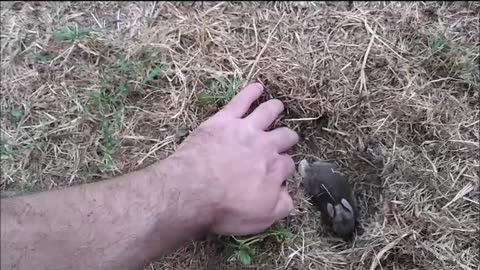 🐇 Nesting Wild Baby Bunnies ❤