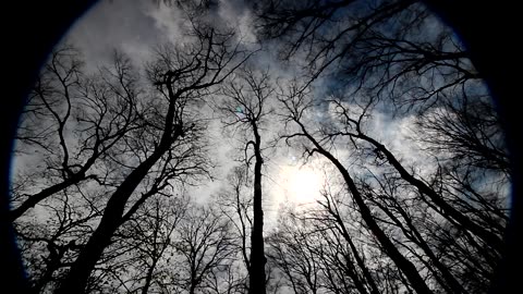 Relaxe ao som da floresta / Relax to the sound of the forest