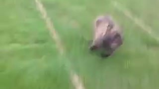 Sliding Dog