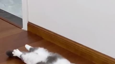 Cut Cat sleeping 2021 | Funny cats