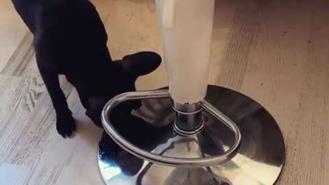 French Bulldog adorably helps out with house cleaning