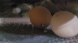 Baby chick starting to hatch