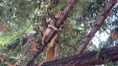 Antonio the Wild Squirrel Cools off on a Wet Branch