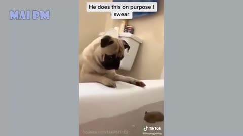 Funny Dog Videos | Try Not To Laugh