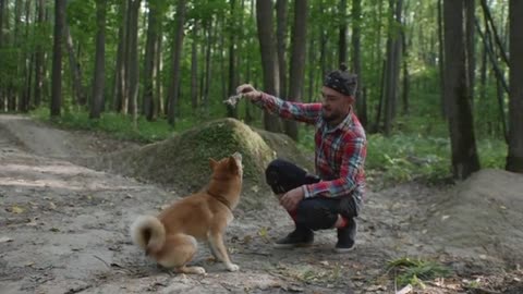 How to Train a Dog Easily step by step.