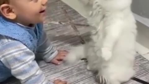 funny cat and baby