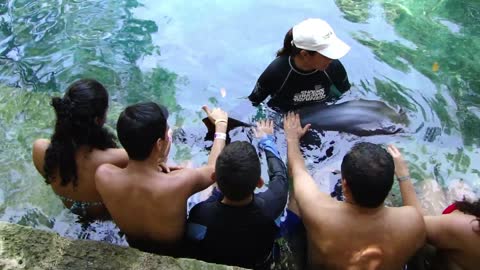 Caressing shark