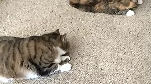 More Kitty Play Time