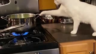 Cat Just Has to Paw Hot Pot