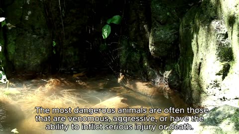 MOST DANGEROUS ANIMALS