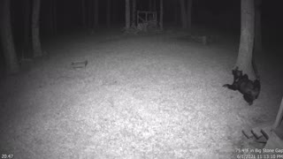 Bear Rolling on Ground at Feeder