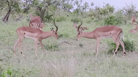 Ghazal against a female gazelle