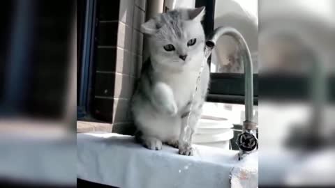 Cat Curious About Water