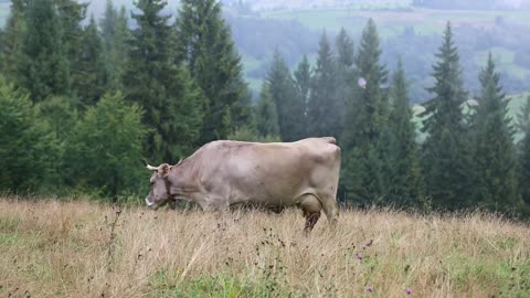 Cows on the mountain meadow