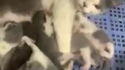 Kittens are scrambling to eat milk