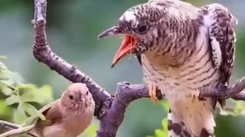 When the little one helps the mother