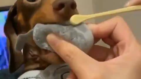 Cachorrinho Salsicha escovando os dentes muito fofo