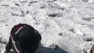Two pug dogs in jackets walk slowly in snow together