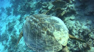 What a fantastic dive !!! Swimming through millions of fish, sea dragon and Caretta Caretta Turtle