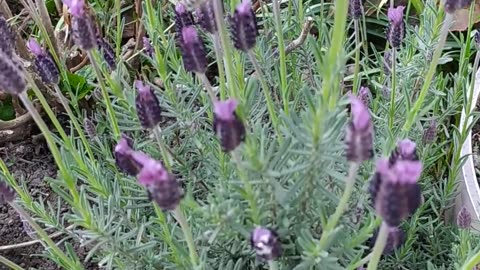 Lavender garden - memories from summer days