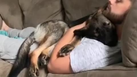 German Shepherd puppy cuddles with owner