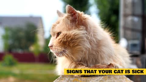 Signs That Your Cat Is Sick