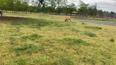 German Shepherd Attack Pitbull Of Leash Dog Park