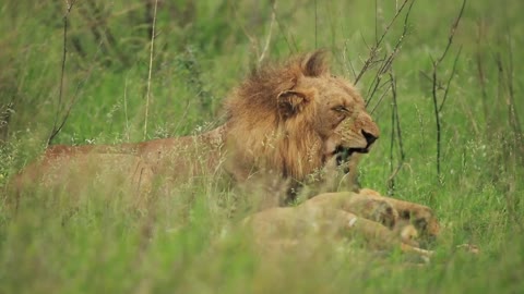 Male Lion in High-Definition