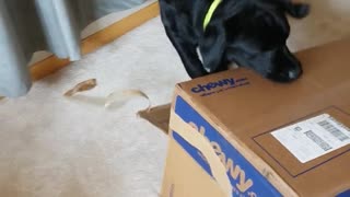 Black dog tries to jump on couch with cardboard box and falls